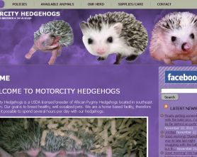 motorcity hedgehogs